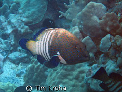 Peacock Grouper (Kona, Hawai'i) by Tim Kroha 